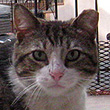 Adopt Tuxedo