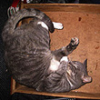 Adopt Augie