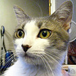 Adopt Haley
