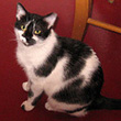 Adopt Marbles