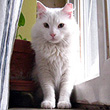 Adopt Spike